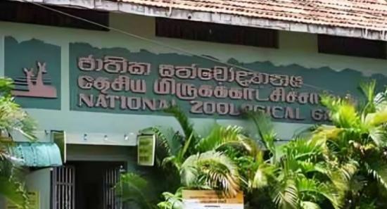30 Pigeons Stolen from Dehiwala Zoo